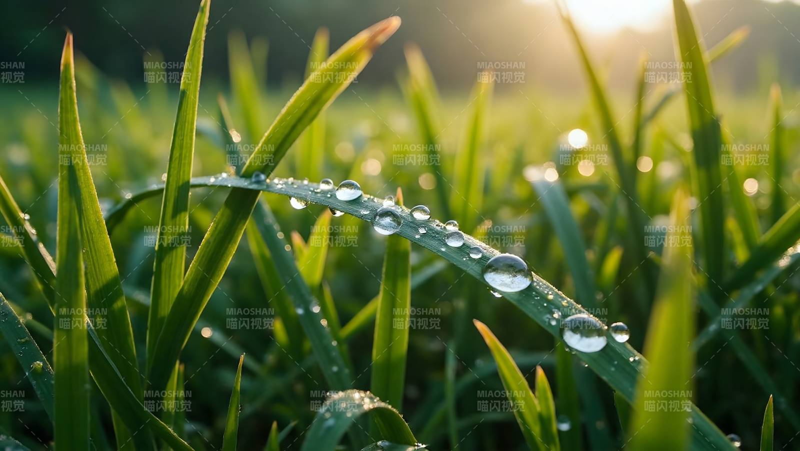 晨露草尖图片
