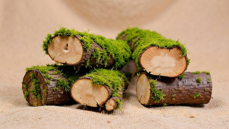 青苔覆盖的木桩图片