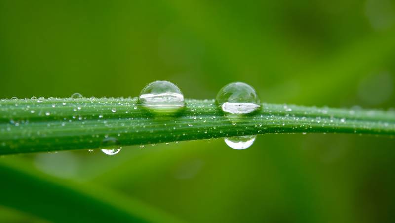 绿叶上的晶莹水珠特写图片
