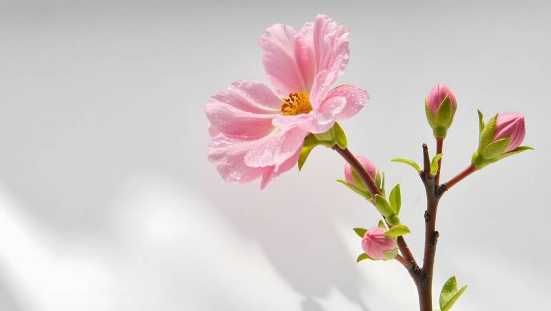 粉色花朵与花蕾特写图片