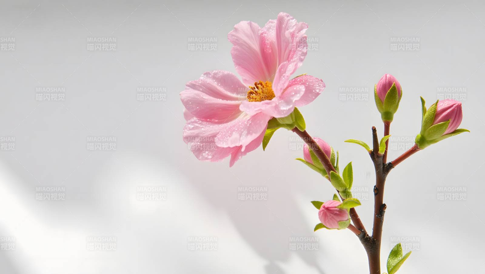 粉色花朵与花蕾特写图片