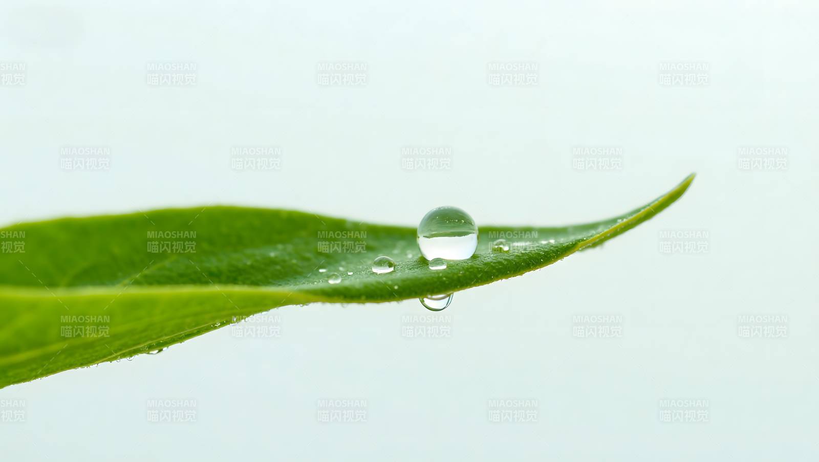 叶尖水珠图片