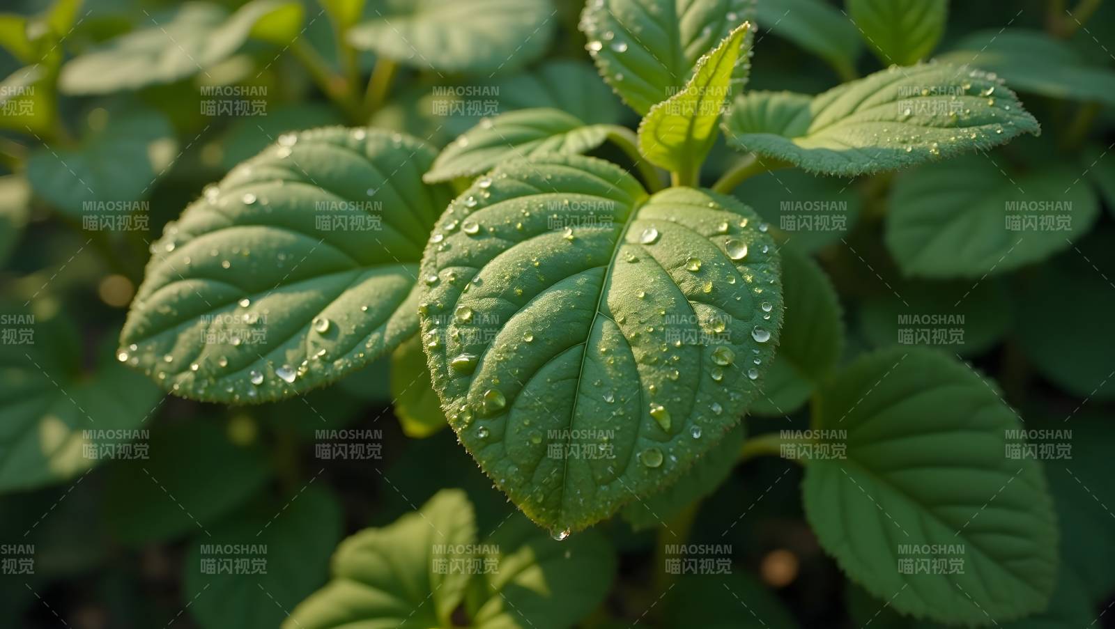 露珠点缀绿叶图片