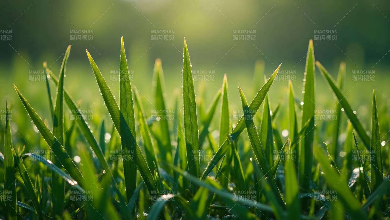 晨露绿草生机盎然图片