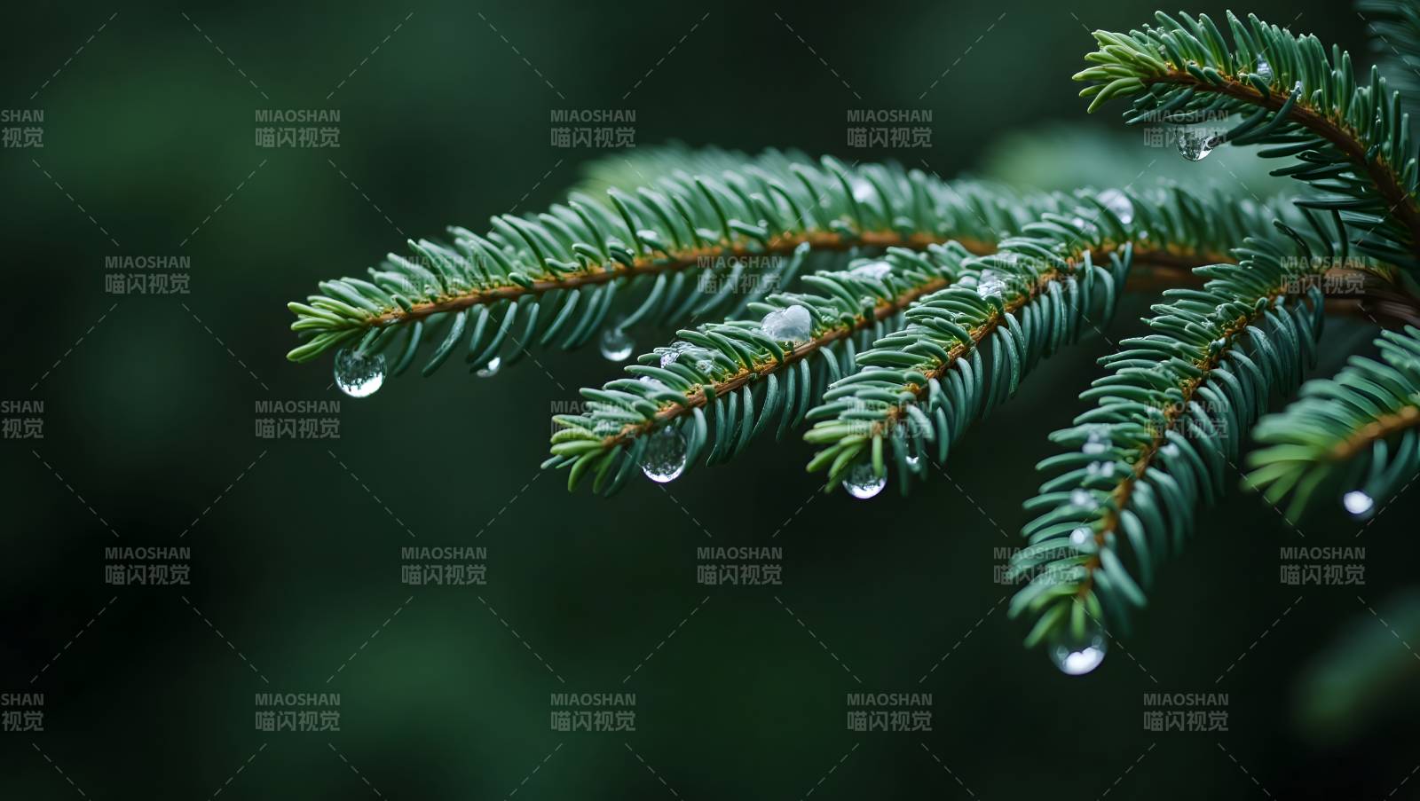 雨后松枝晶莹图片