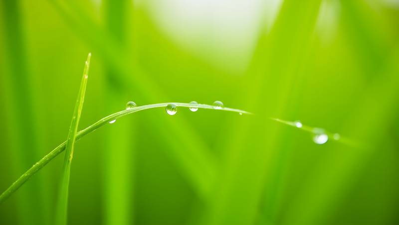 露珠草叶间图片