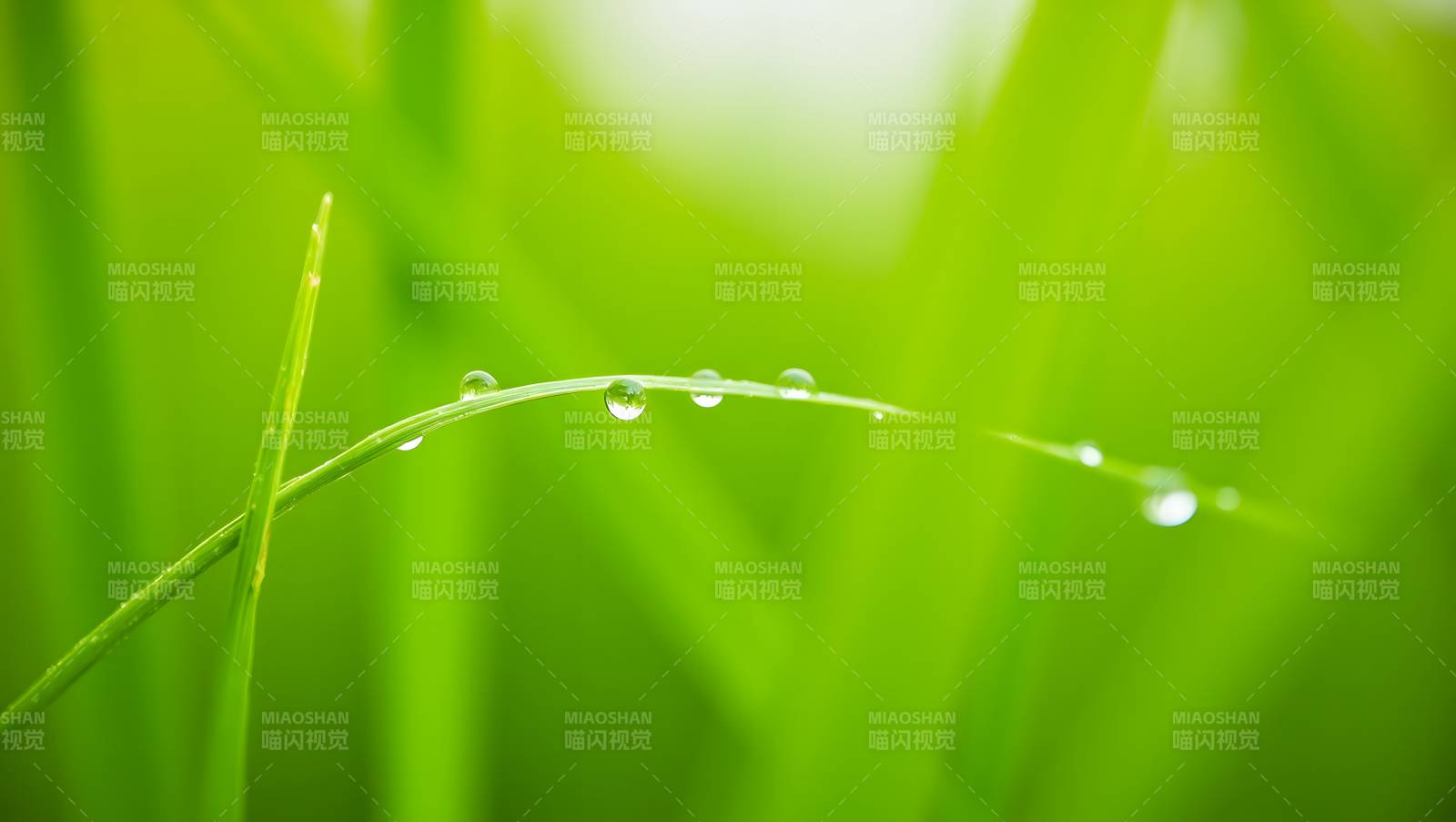 露珠草叶间图片