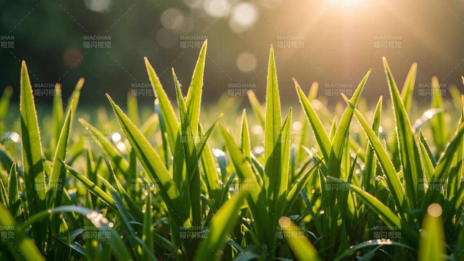 晨光中的绿草图片