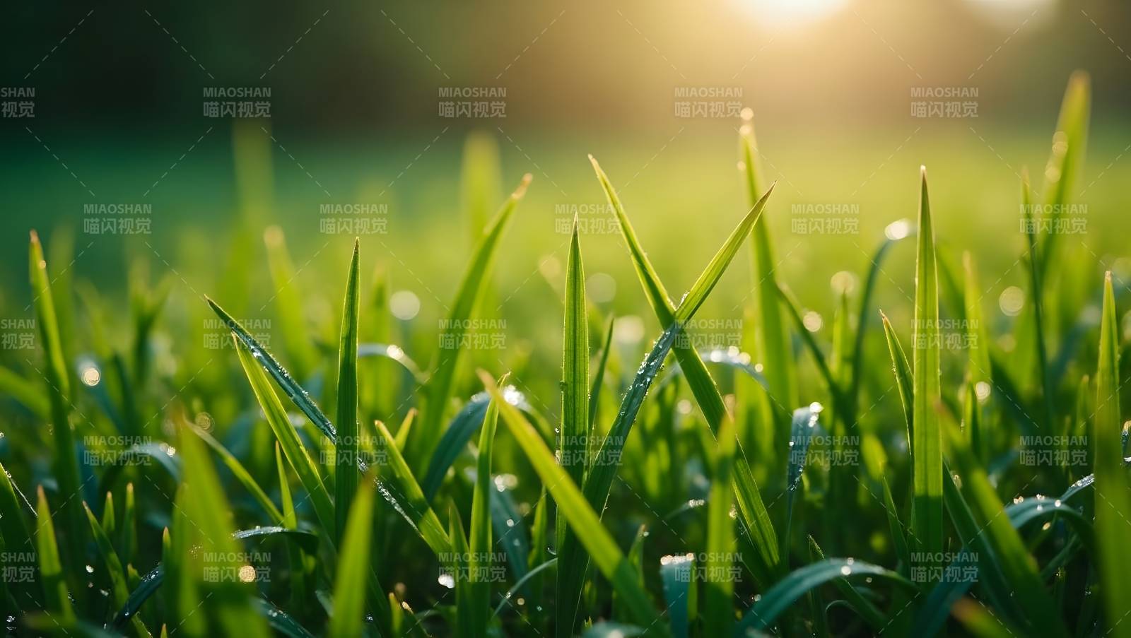 晨露绿草图片