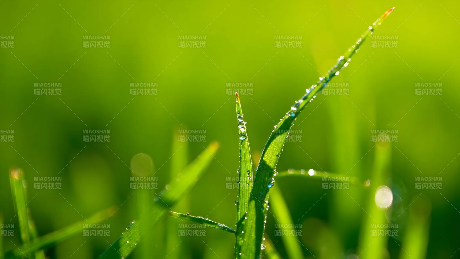 清晨露珠点缀翠绿草叶图片
