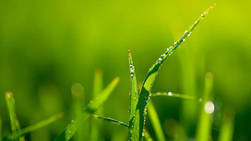 清晨露珠点缀翠绿草叶图片