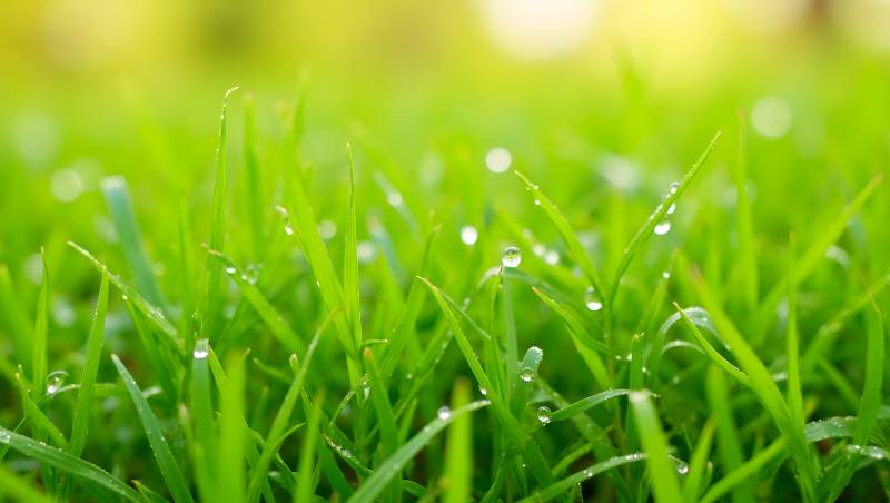 晨露青草生机盎然图片