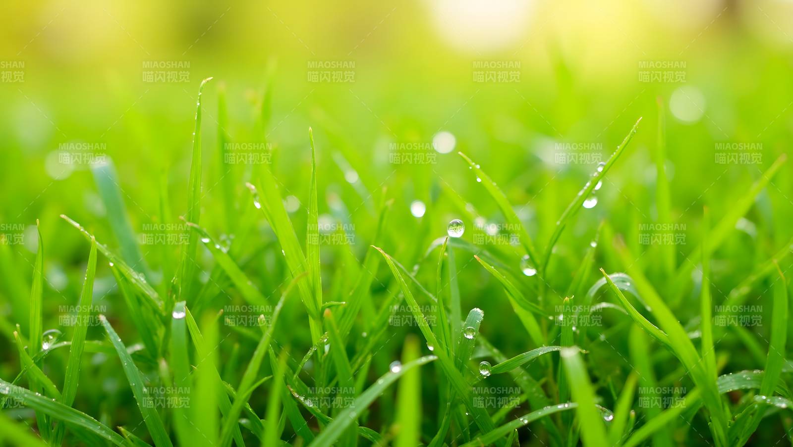 晨露青草生机盎然图片