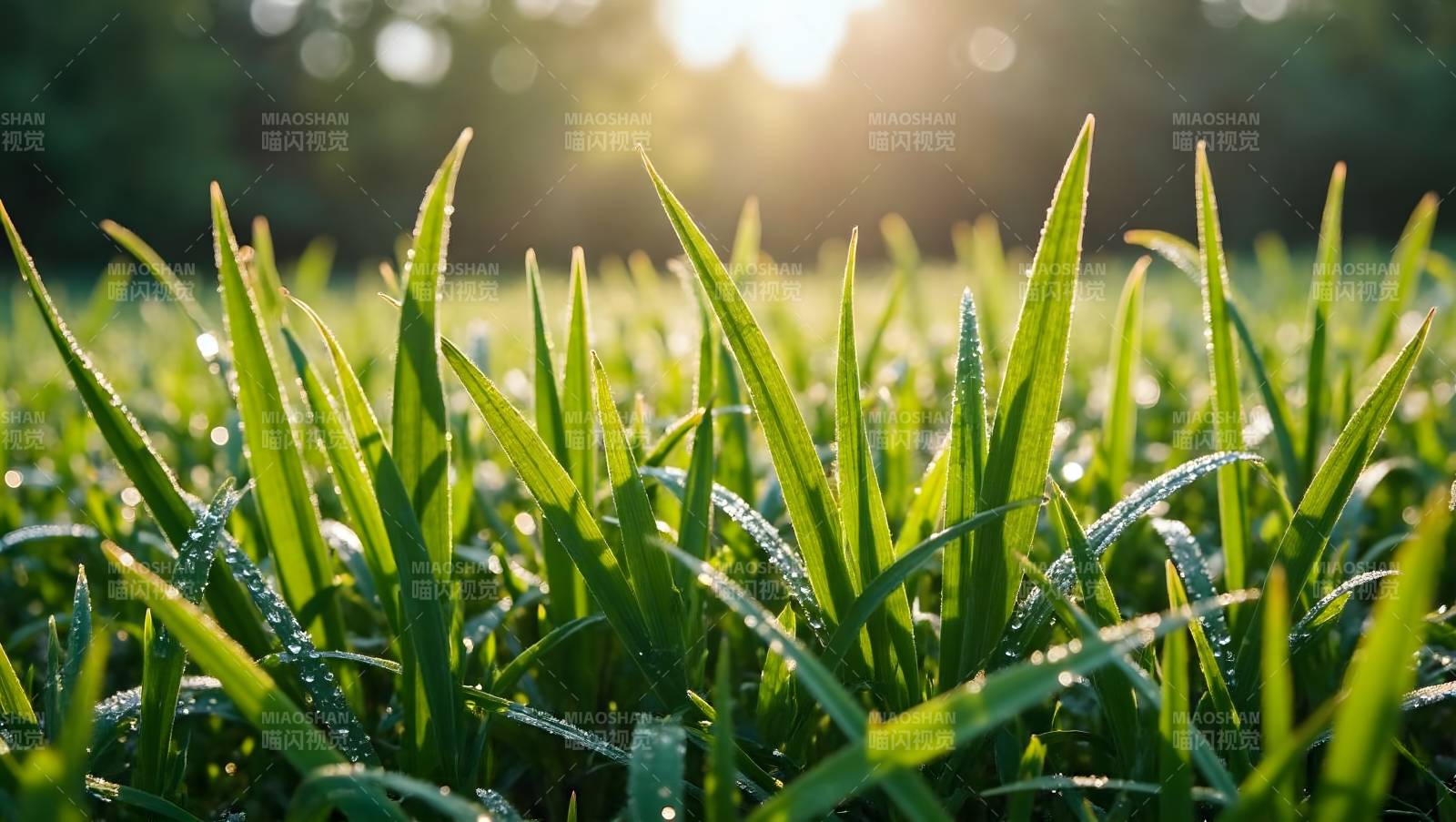 晨露绿草生机盎然图片