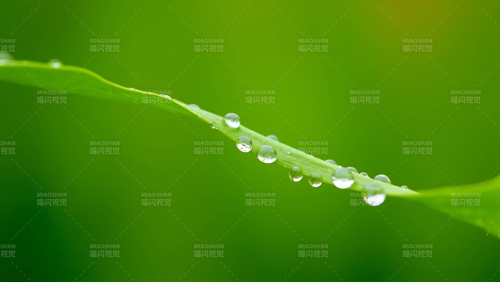 露珠叶尖晶莹图片