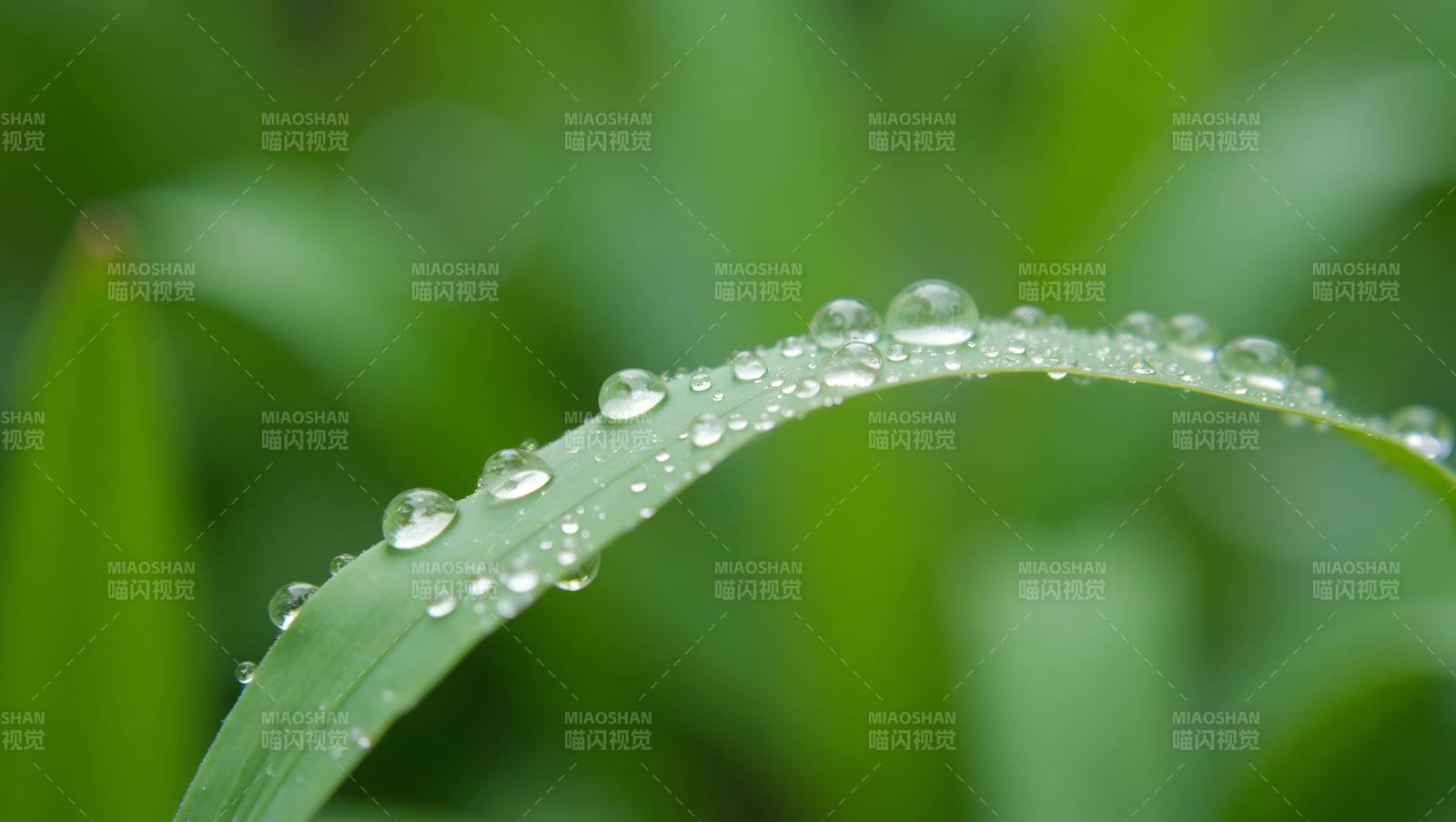 露珠点缀绿叶图片