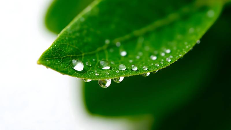 叶尖露珠晶莹图片