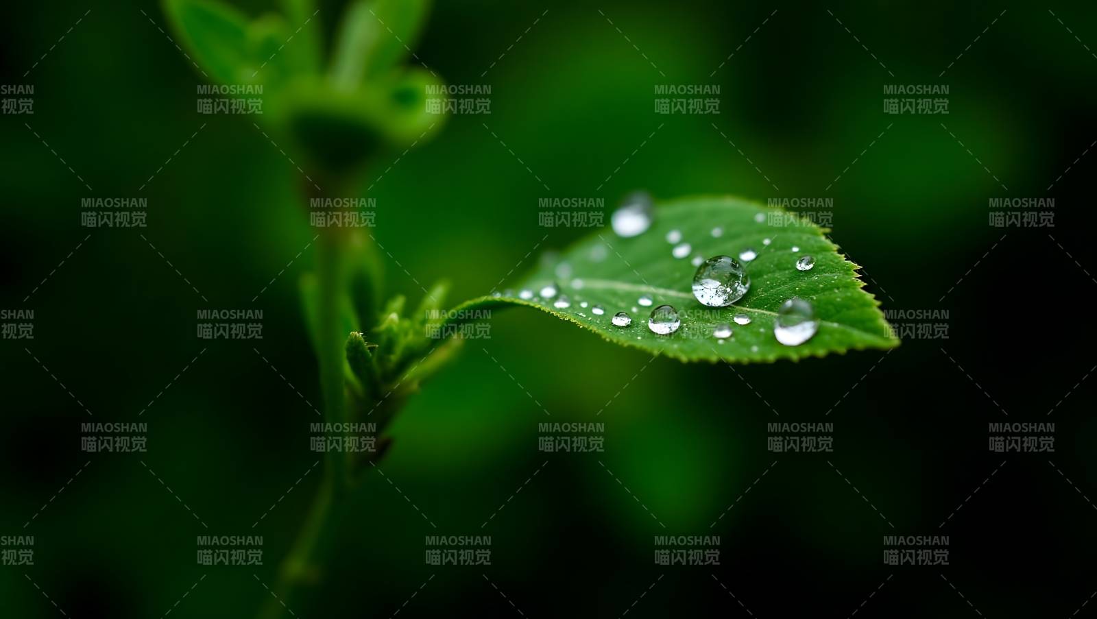 露珠轻缀绿叶图片