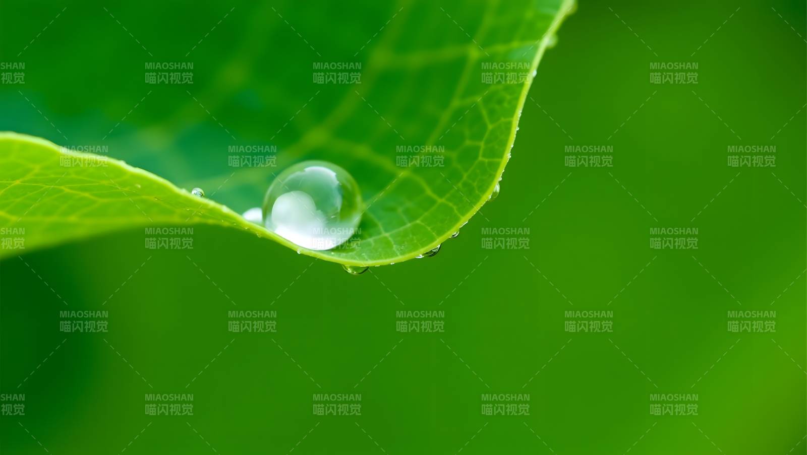 绿叶水珠特写清新自然图片