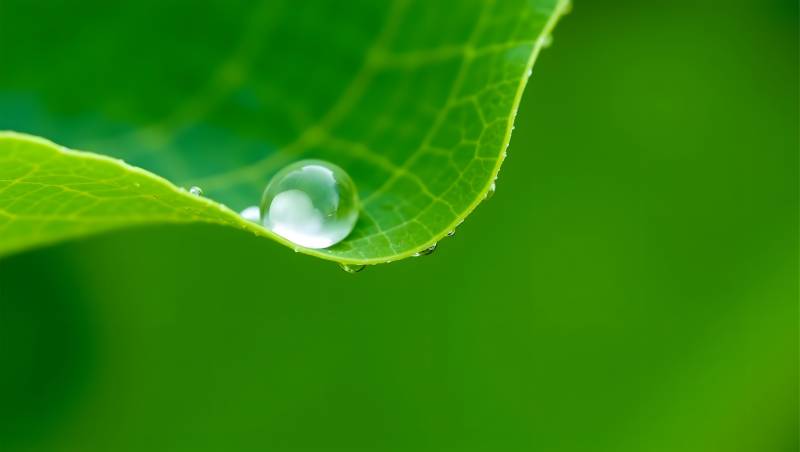 绿叶水珠特写清新自然图片