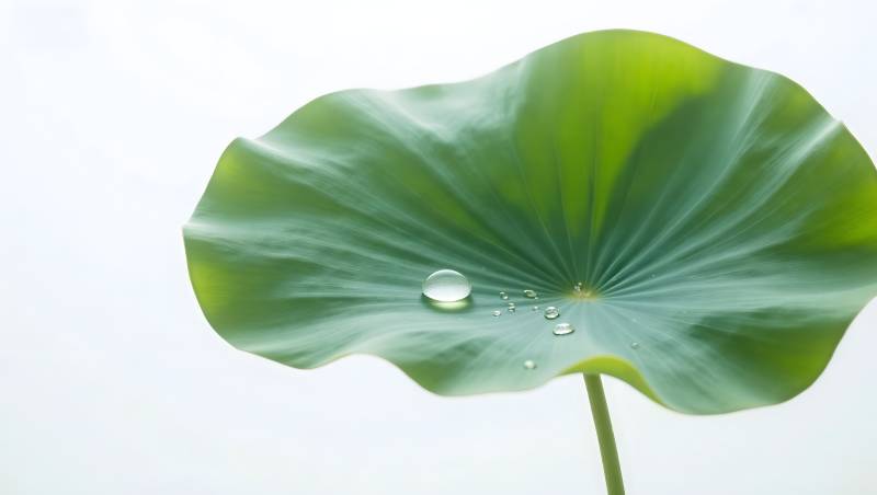 荷叶水珠特写清新自然图片