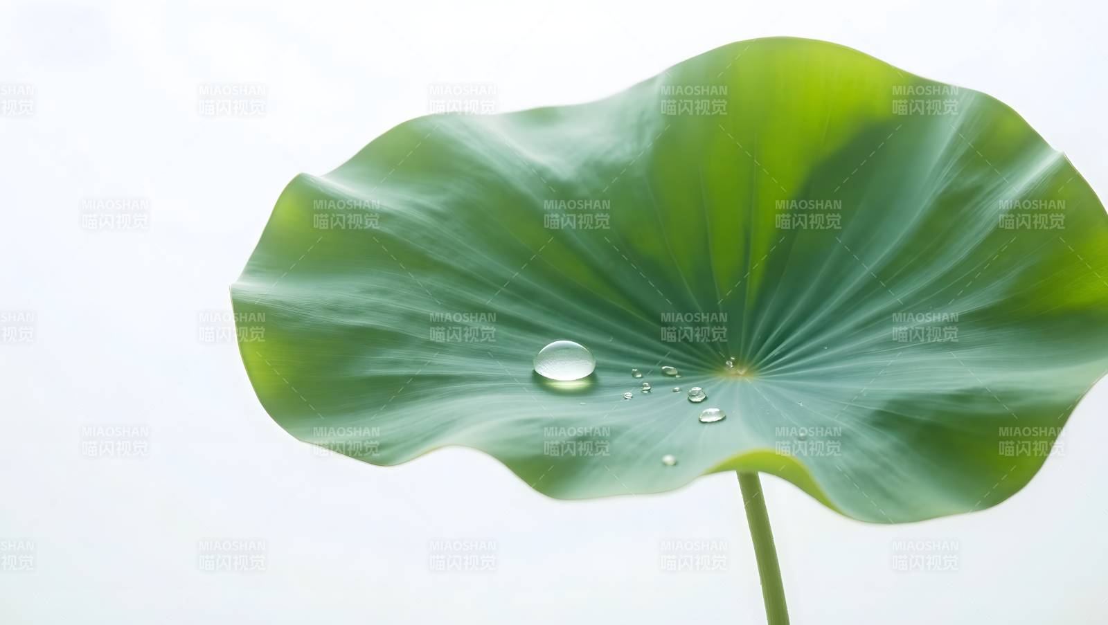 荷叶水珠特写清新自然图片