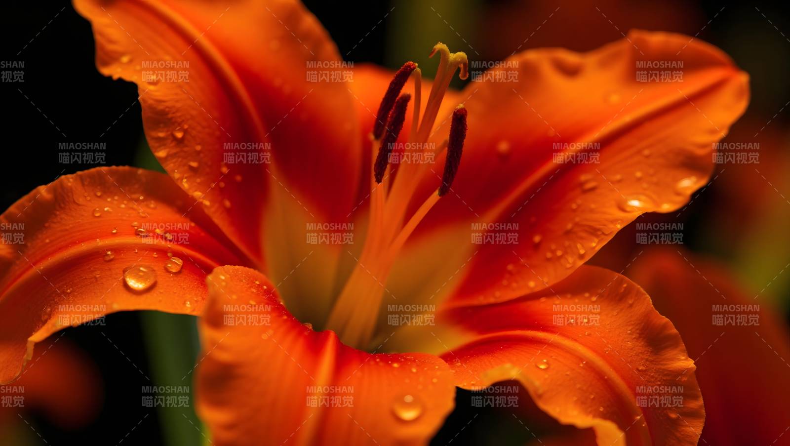 橙色百合花特写水珠点缀图片