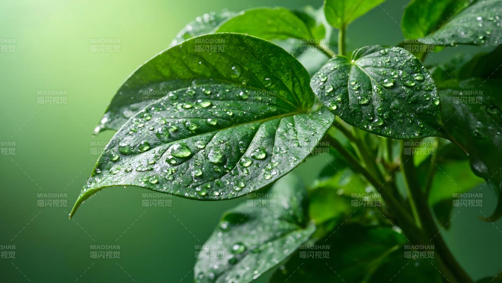 露珠点缀绿叶图片