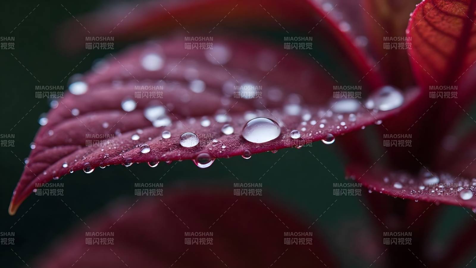 红叶上的水珠图片