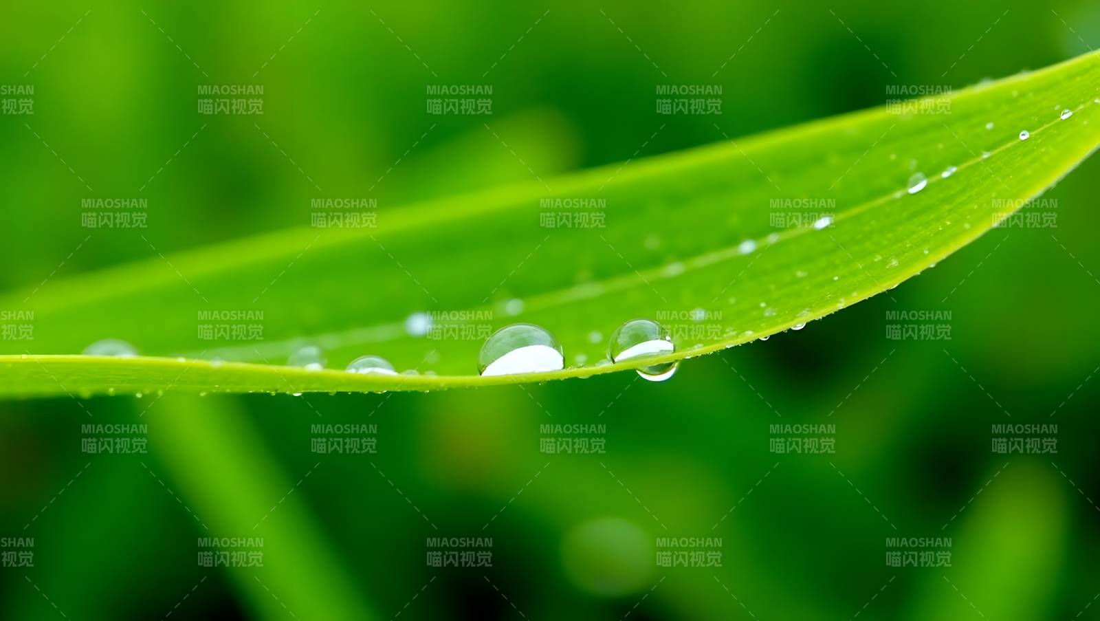 绿叶水珠特写清新自然图片