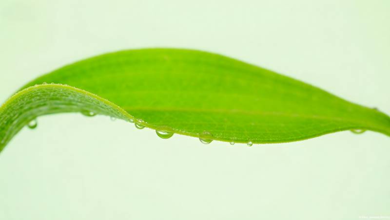 绿叶水滴特写清新自然图片