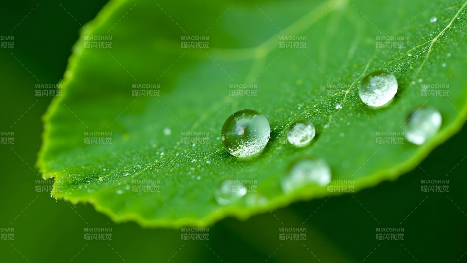 露珠叶上晶莹图片