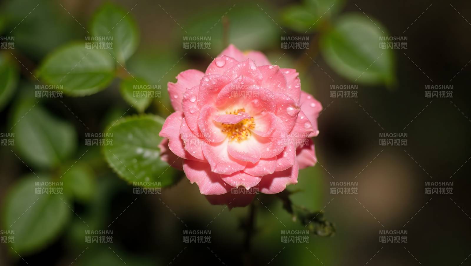 粉红玫瑰绽放图片