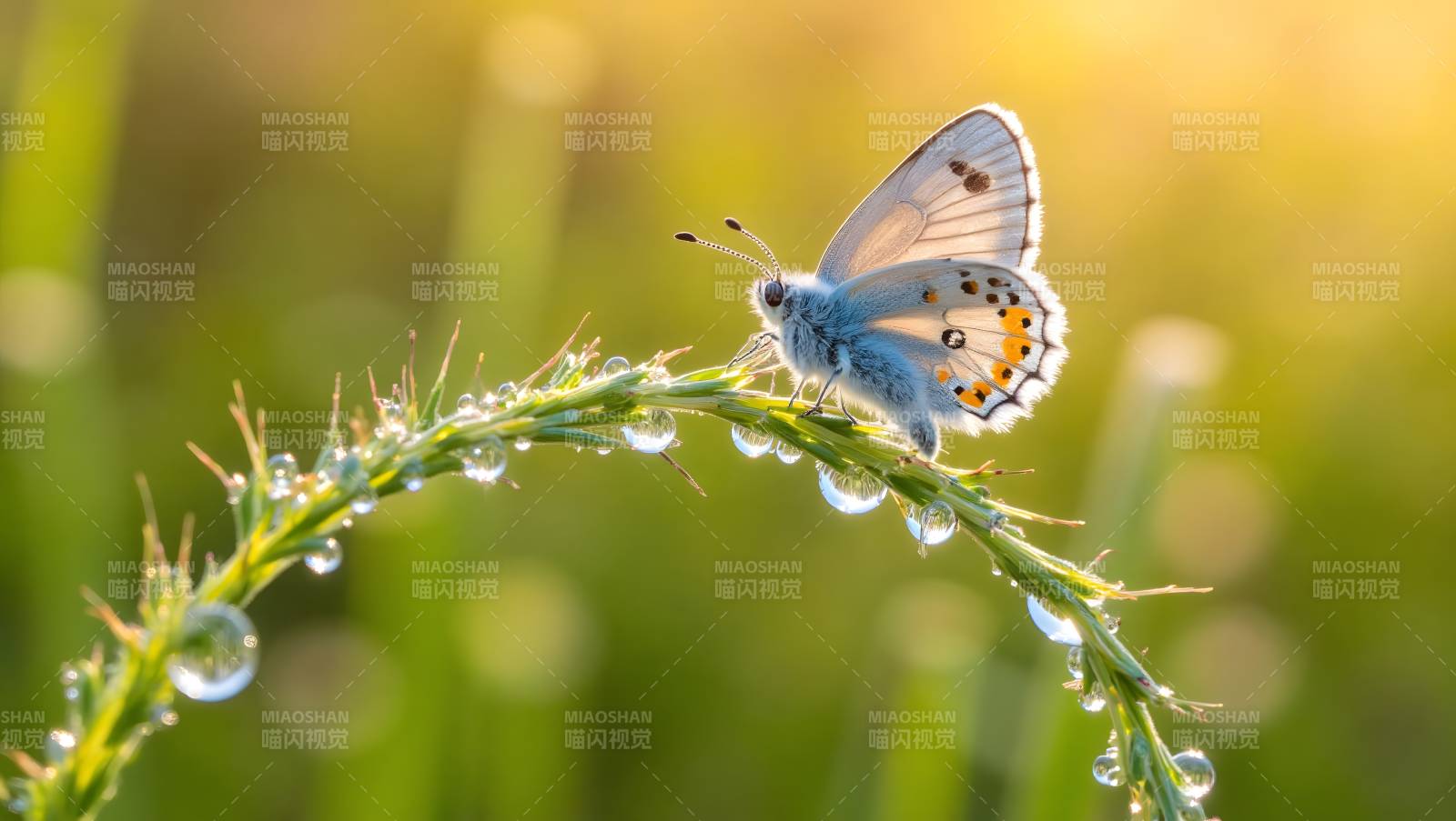 晨露蝶舞图片