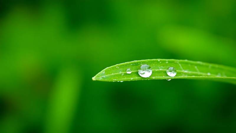 绿叶水珠特写清新自然图片