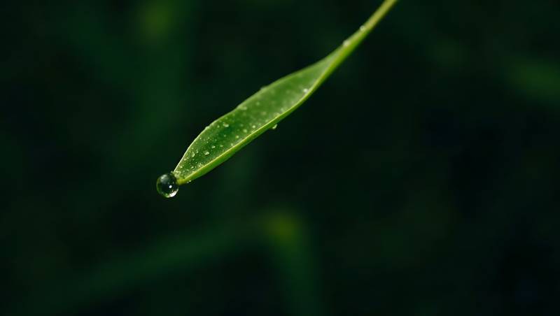 绿叶水滴特写自然之美图片