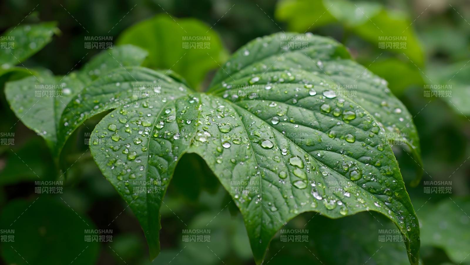 雨后绿叶水珠晶莹剔透图片