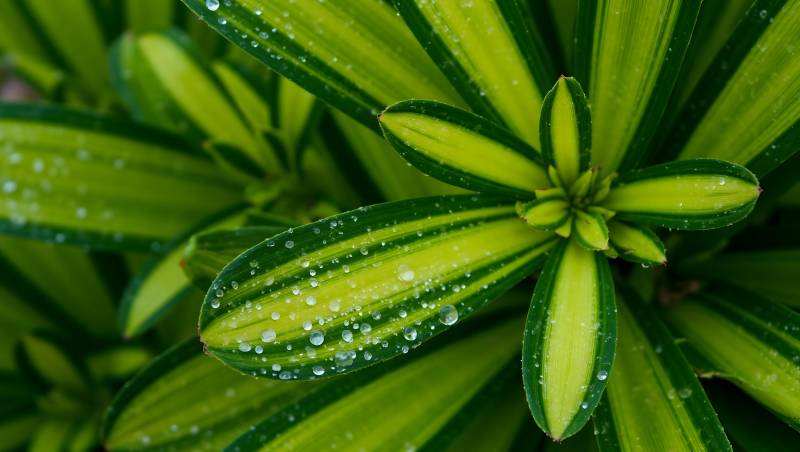 绿叶上的露珠图片