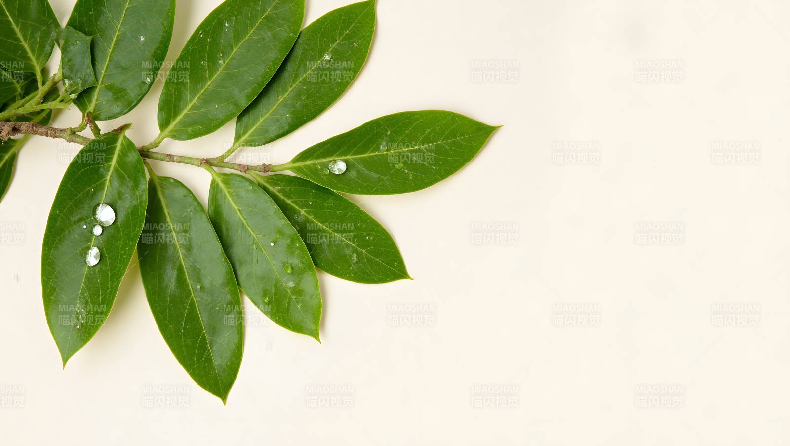 绿叶上的水珠图片