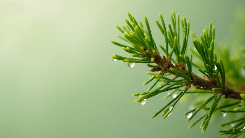 松枝露珠 清新自然图片