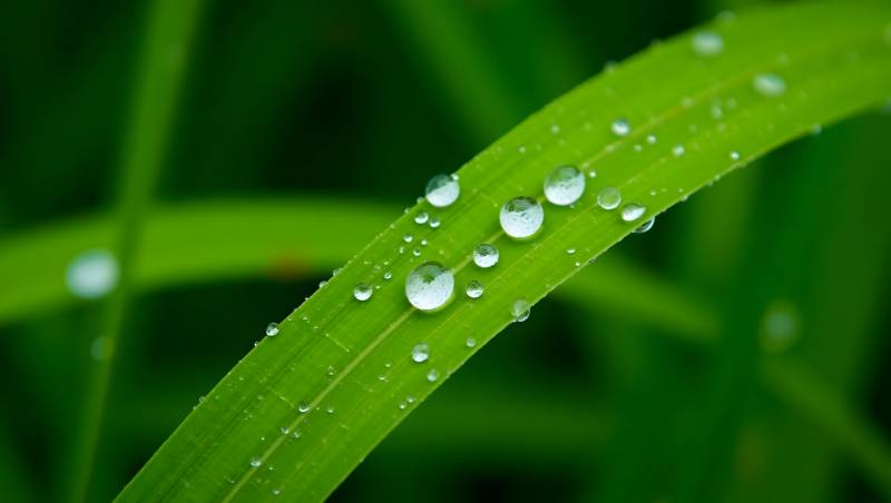 露珠轻吻绿叶图片