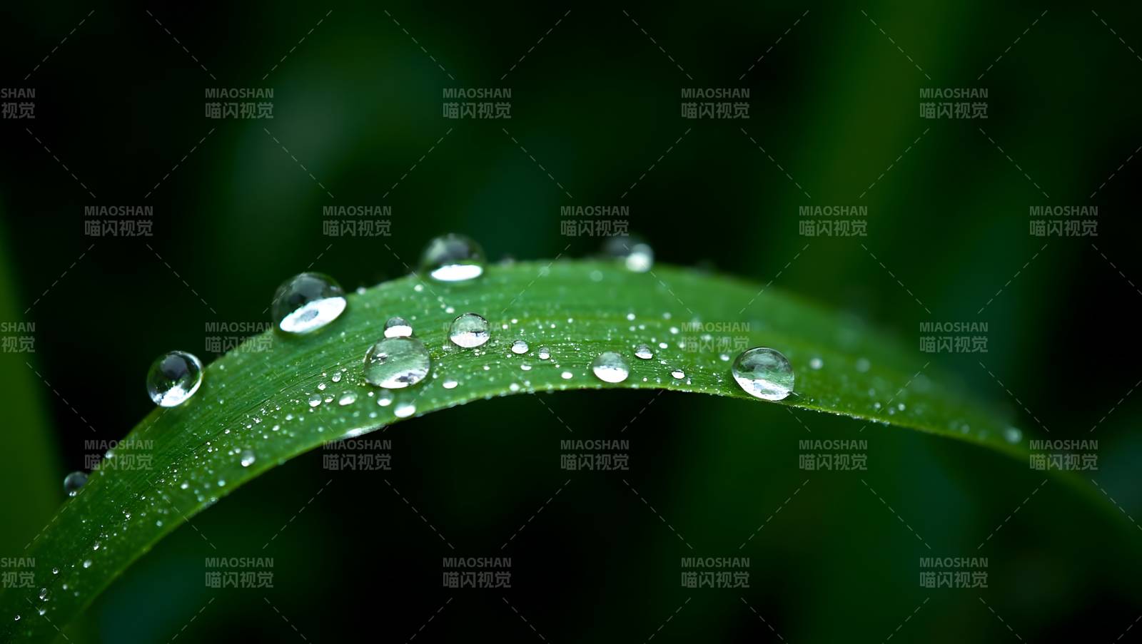 绿叶水珠特写清新自然图片