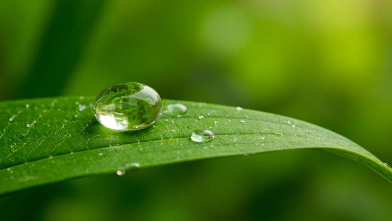 绿叶上的晶莹水滴特写图片