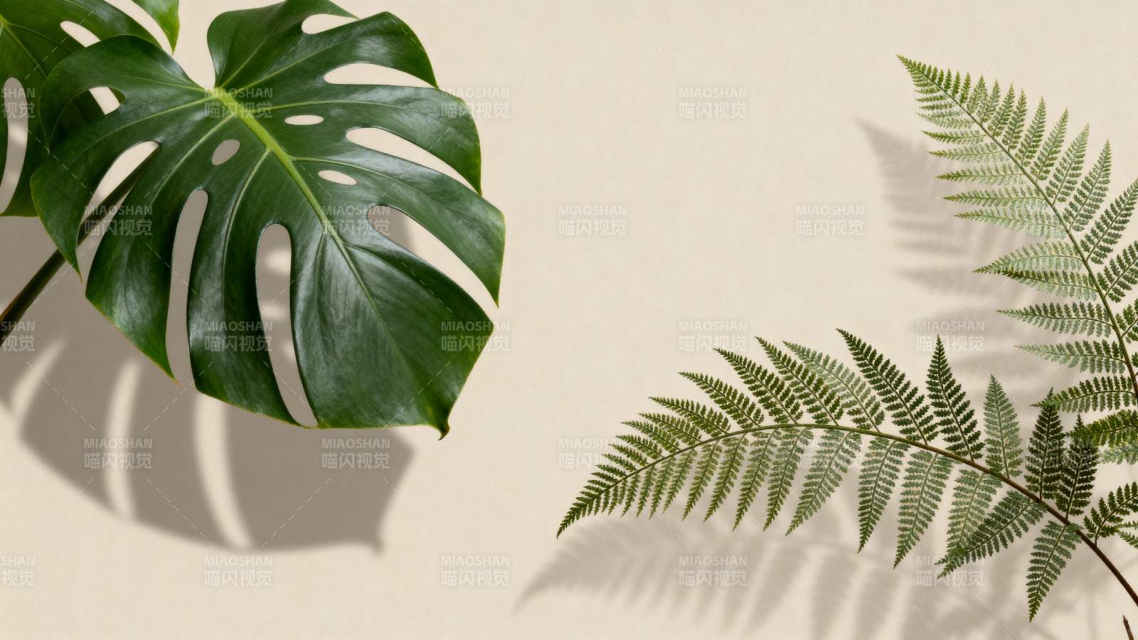 绿叶光影静谧美图片