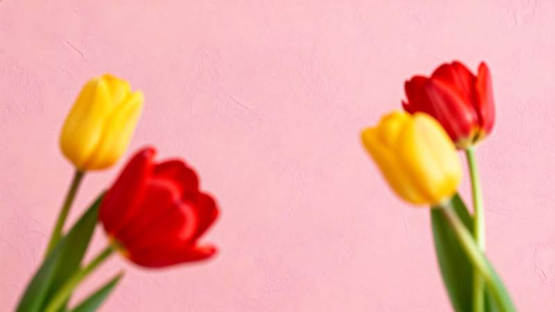 红黄郁金香绽放图片