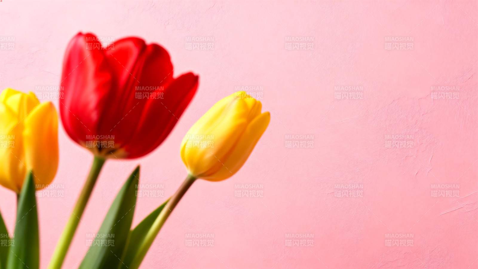 郁金香绽放图片