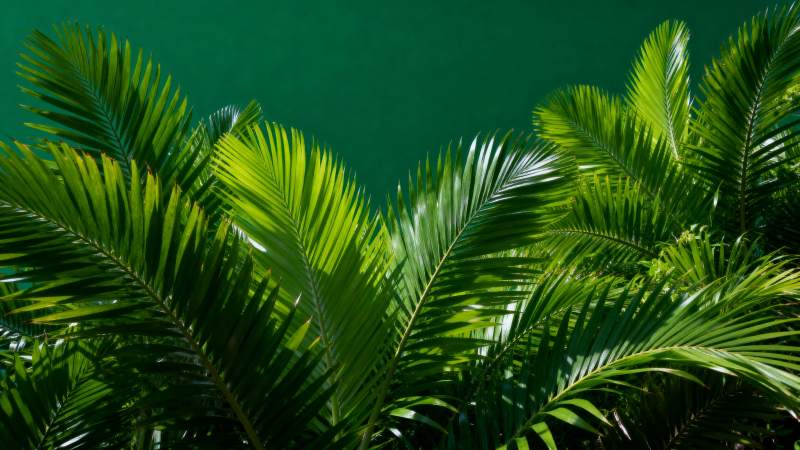 绿叶繁茂 生机盎然图片