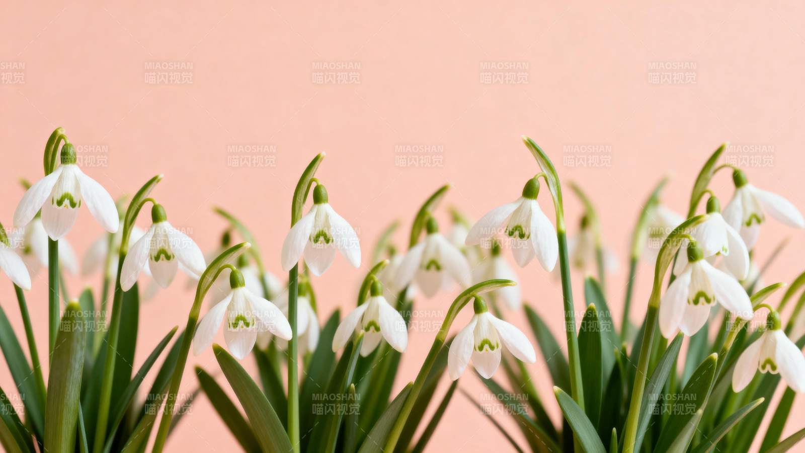 雪滴花绽放图片