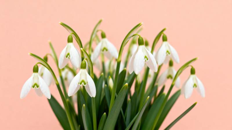 雪滴花绽放图片