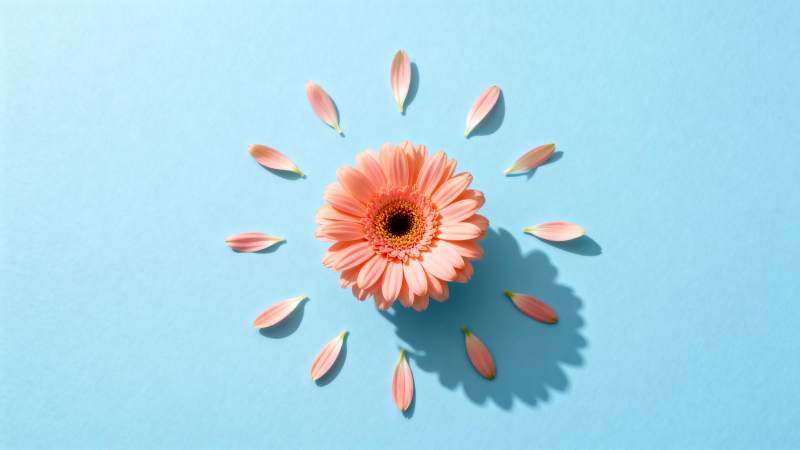 花与花瓣的静谧美图片